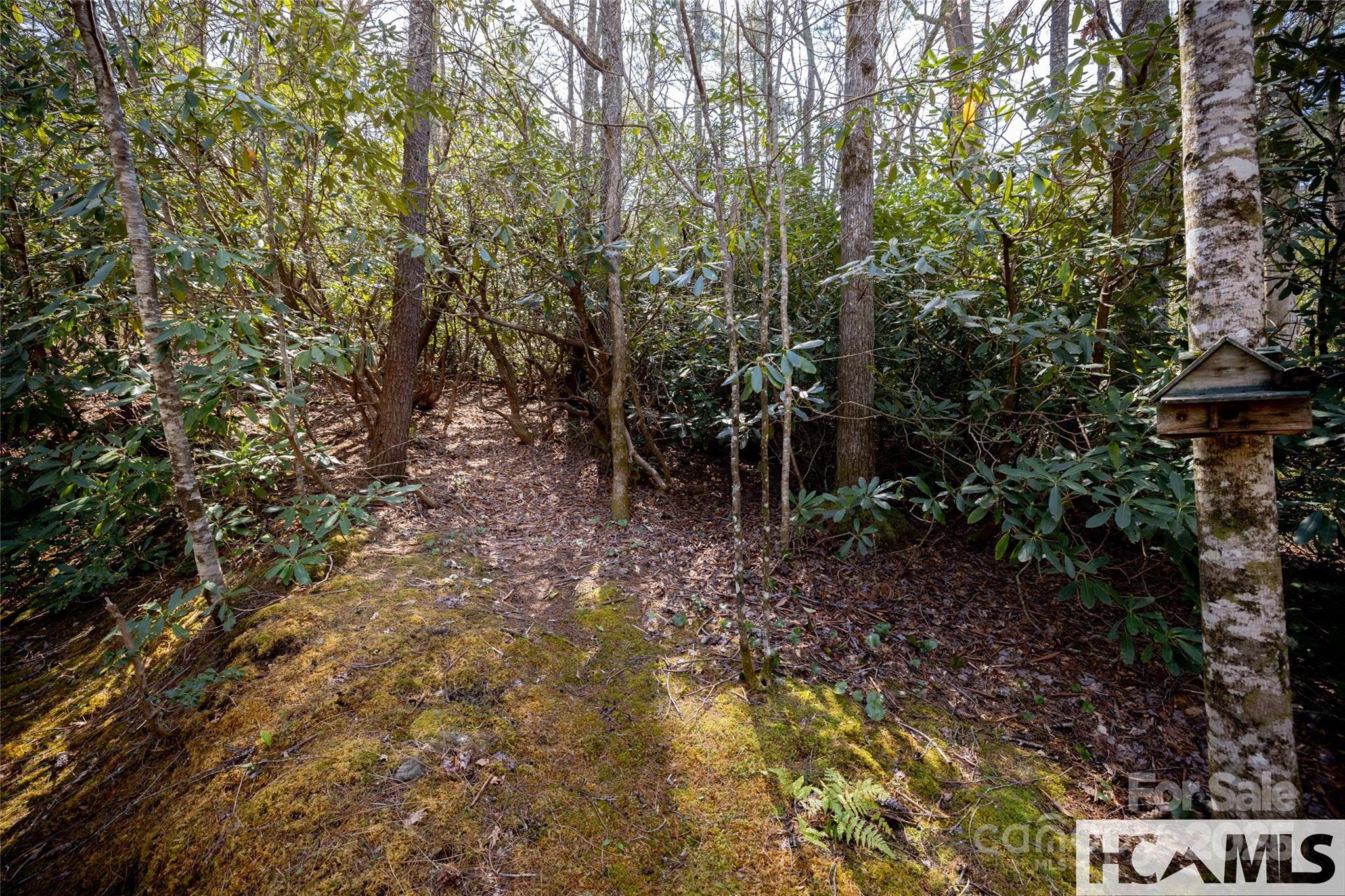 1524 McCall Road Cashiers, NC 28717 - Photo 23 of 35 a view of a forest with trees