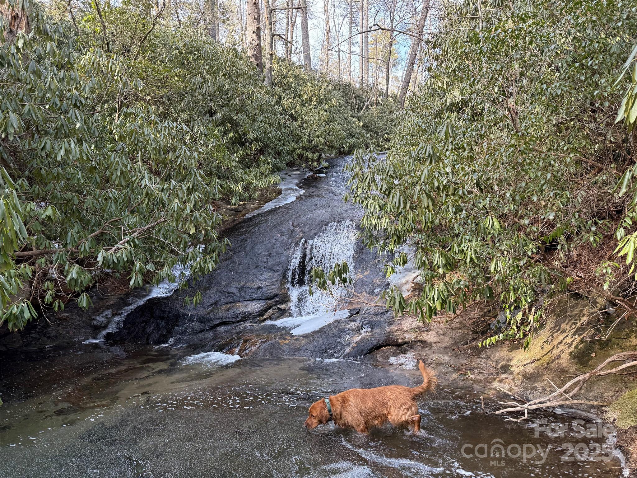1524 McCall Road Cashiers, NC 28717 - Photo 34 of 35 a backyard of a house with lots of green space