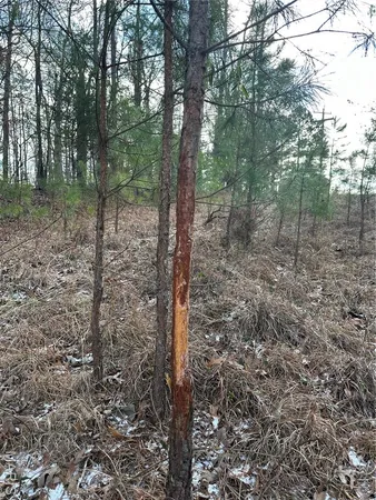 $29,500 | 0 Highway 72, Bunker, MO 63629