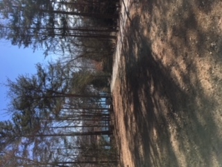 Lot 17 McDonald Point Road Seneca, SC 29672 - Photo 6 of 7