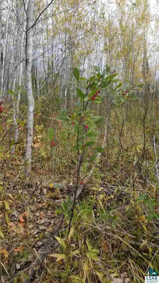 76530 Kaukamo Road Iron River, WI 54847 - Photo 12 of 19