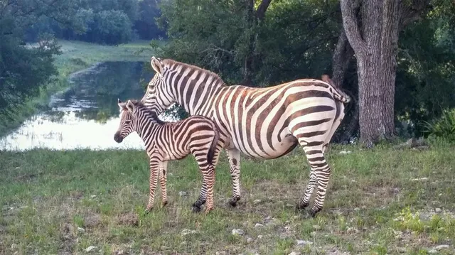 $9,500,000 | 6101 County Road 208, Lampasas, TX 76550