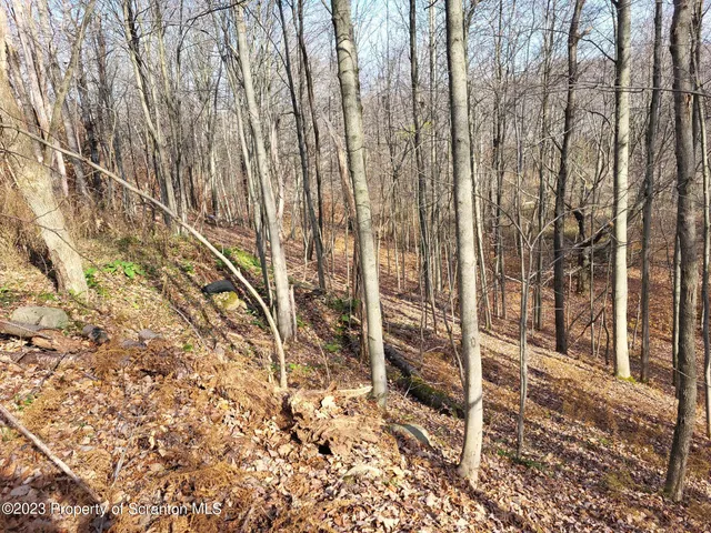 a view of a yard with large trees