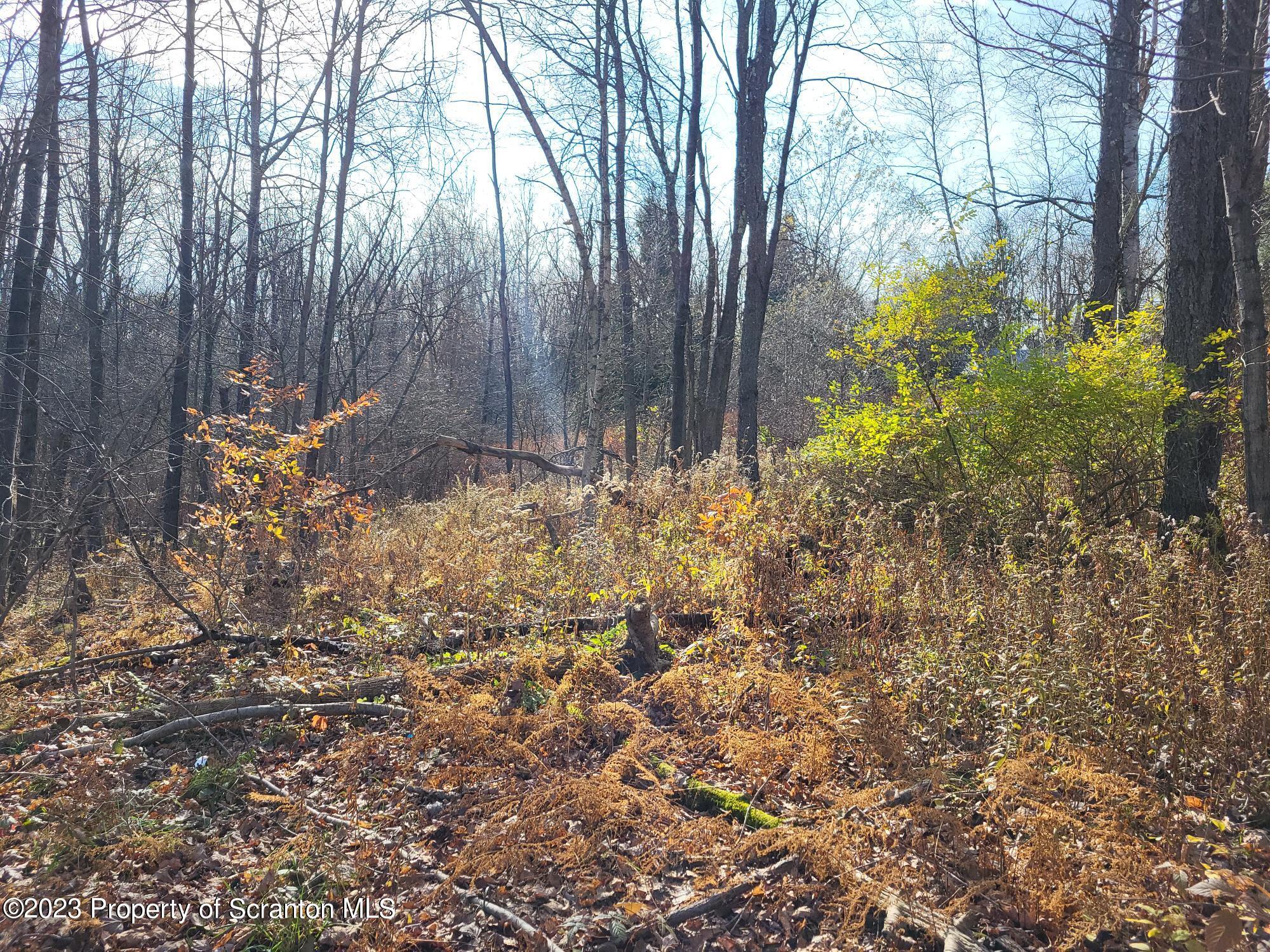 500-block Clinton Street Vandling, PA 18421 - Photo 12 of 14 a view of backyard with tree