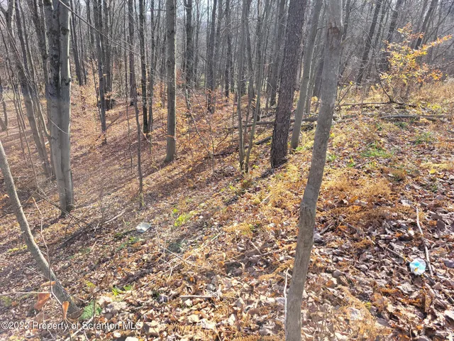 a view of backyard with tree