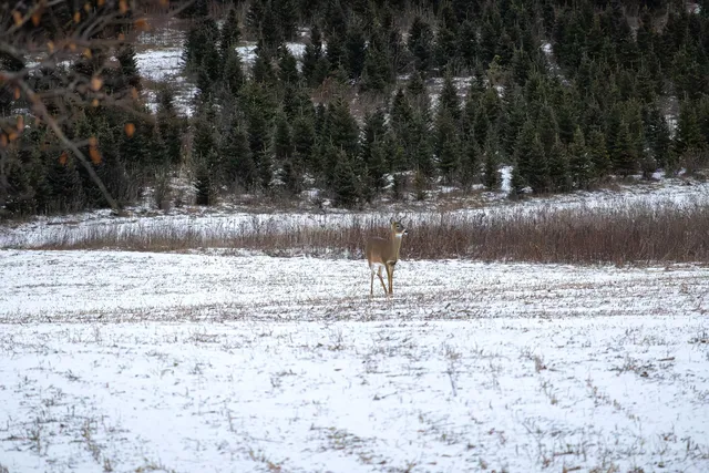 $565,000 | N4534 Cloverdale Road, Irving, WI 54615