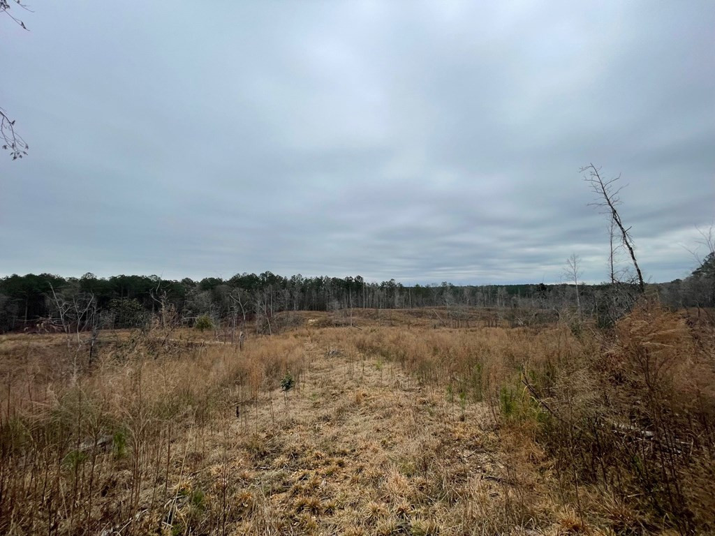 0 Bonus Road Meadville, MS 39653 - Photo 7 of 17 Photo 7