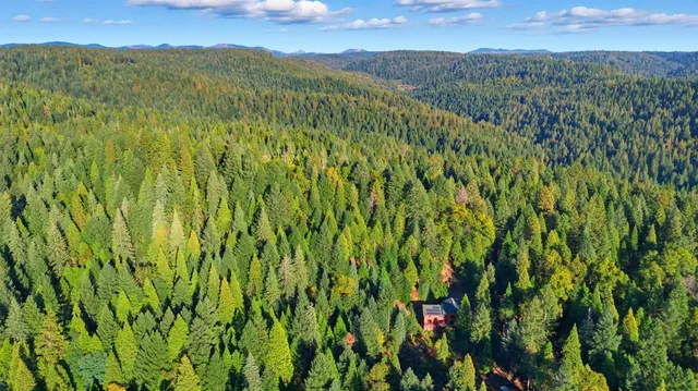 a view of a lush green forest with a mountain in the background