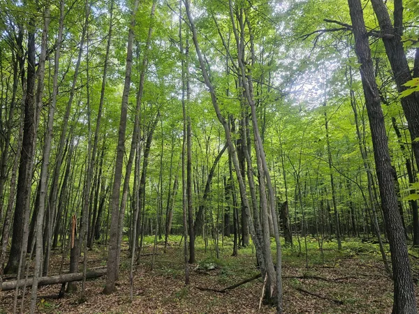 $33,500 | Lot 6 Ken Can Lane, Webster, WI 54893