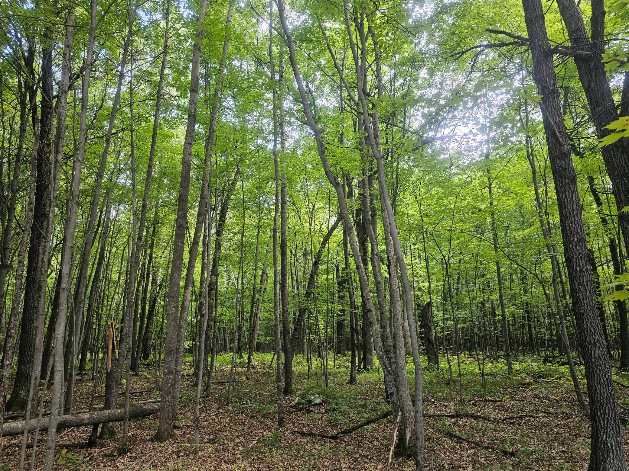 Lot 6 Ken Can Lane Webster, WI 54893 - Photo 2 of 8