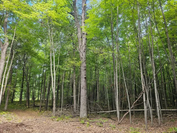 $33,500 | Lot 6 Ken Can Lane, Webster, WI 54893