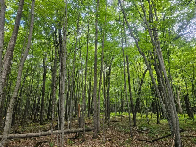 $33,500 | Lot 6 Ken Can Lane, Webster, WI 54893