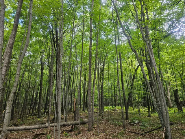 $33,500 | Lot 6 Ken Can Lane, Webster, WI 54893