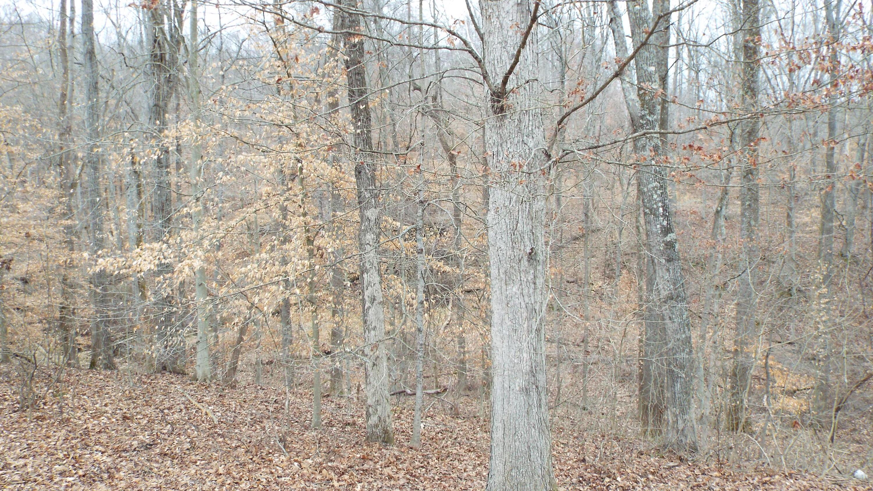 37785 Davis Chapel Road Logan, OH 43138 - Photo 9 of 52 Gallery Image 9