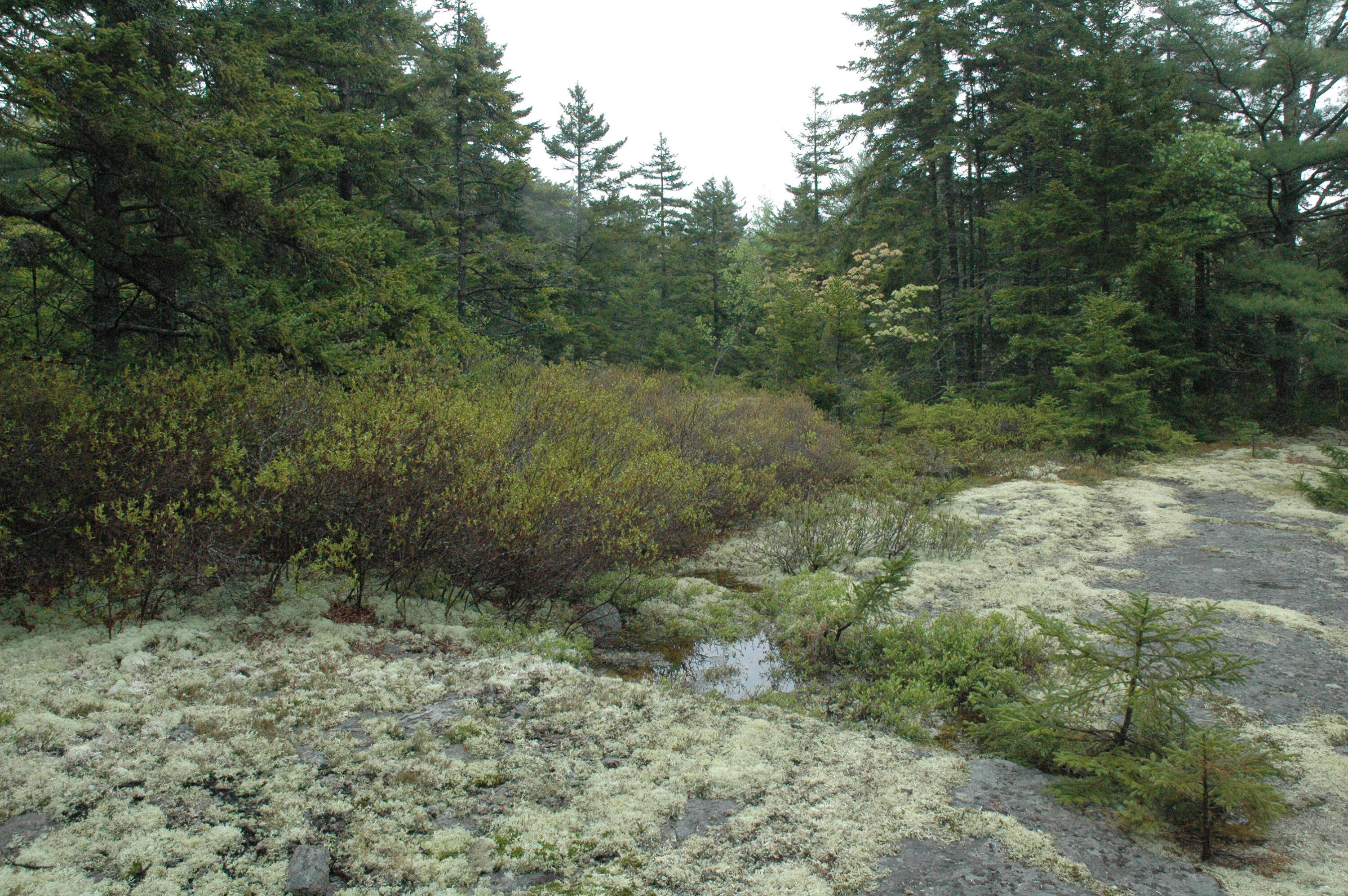 175 - Reach Road Brooklin, ME 04616 - Photo 14 of 14 00 Reach Road_Brooklin_014