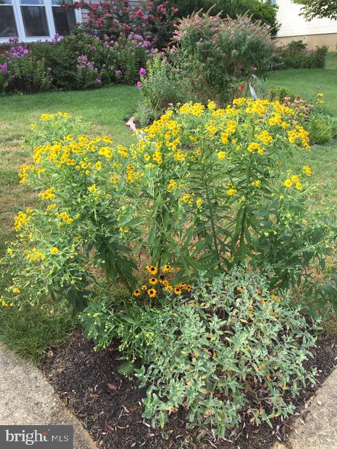 6615 Bowie Drive Springfield, VA 22150 - Photo 12 of 67