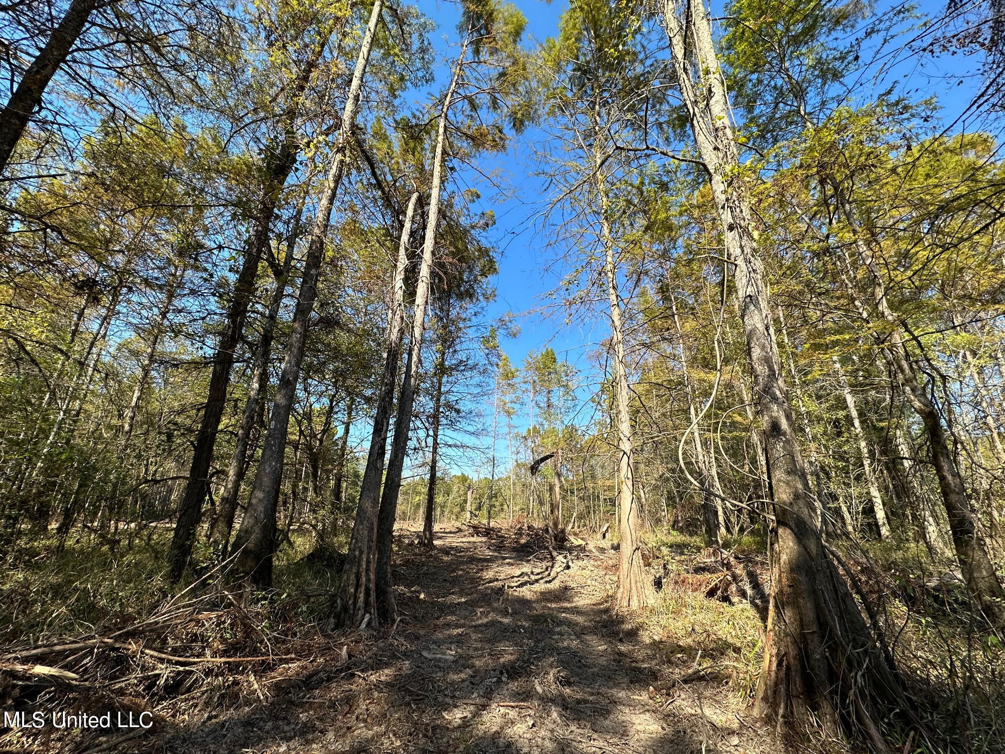 4101 County Road Sallis, MS 39160 - Photo 13 of 46 22