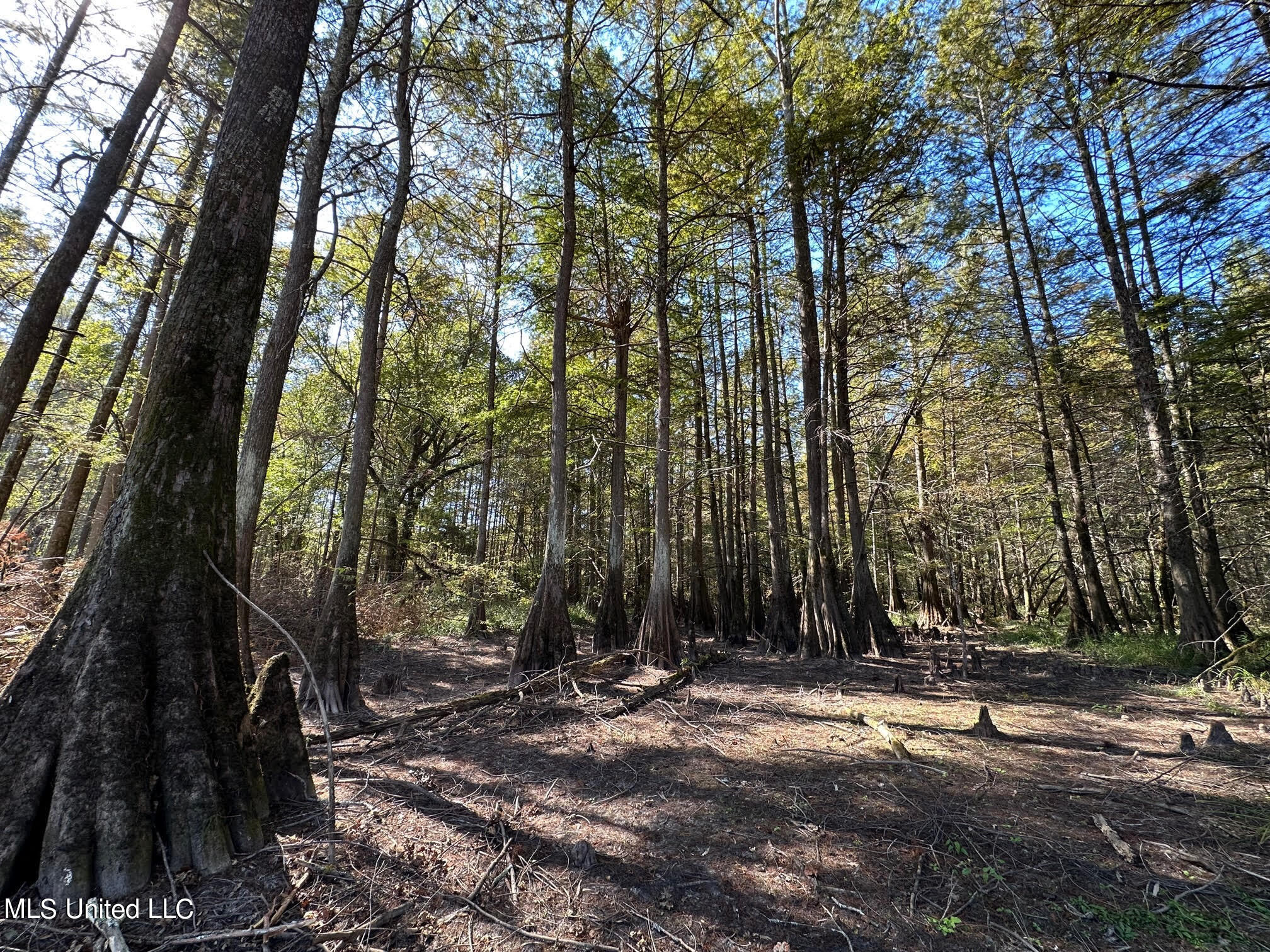 4101 County Road Sallis, MS 39160 - Photo 15 of 46 24