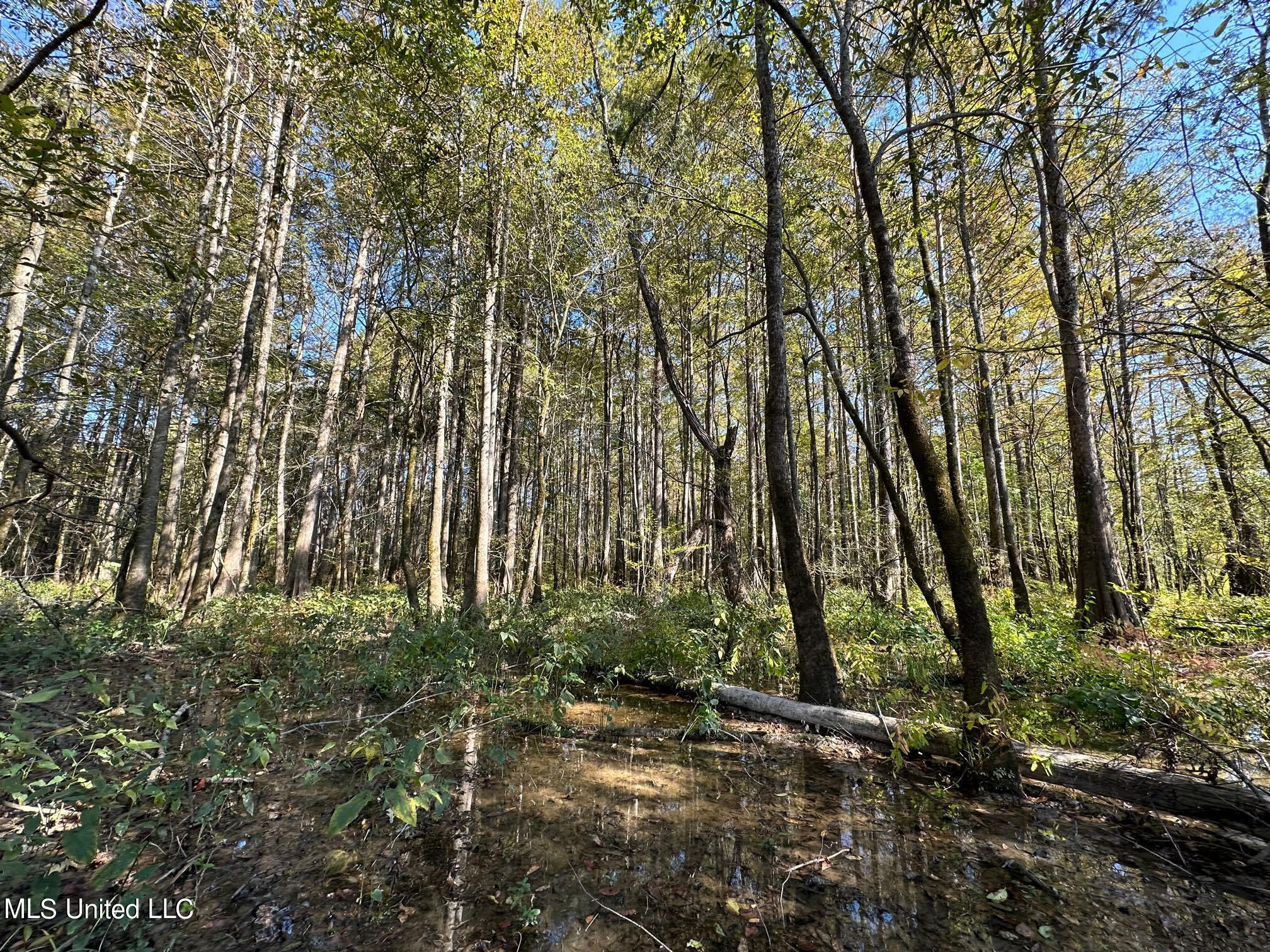 4101 County Road Sallis, MS 39160 - Photo 19 of 46 28