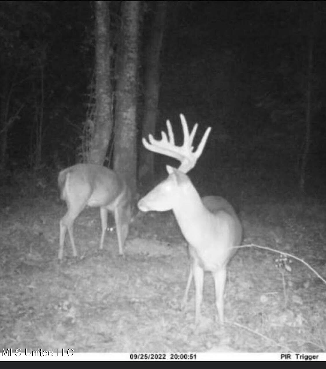 4101 County Road Sallis, MS 39160 - Photo 2 of 46 1