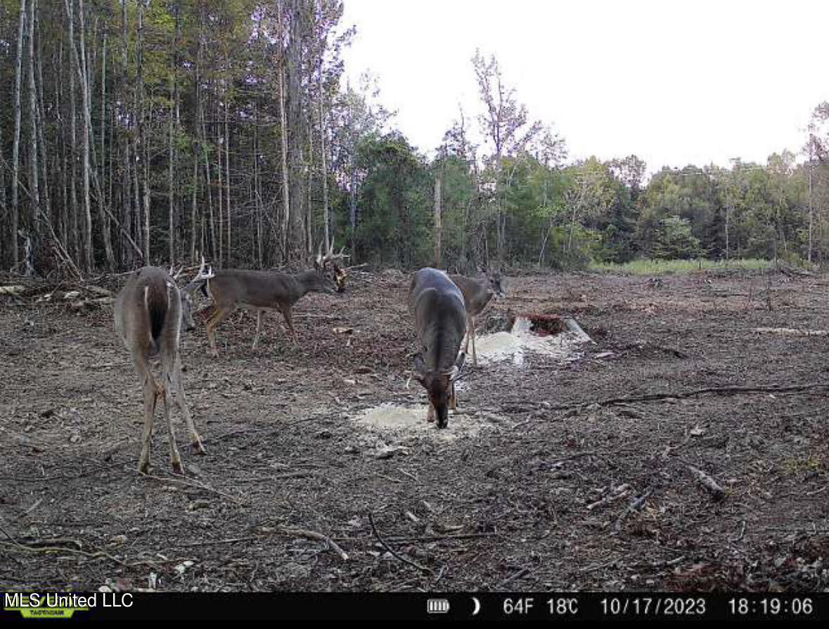 4101 County Road Sallis, MS 39160 - Photo 35 of 46 47