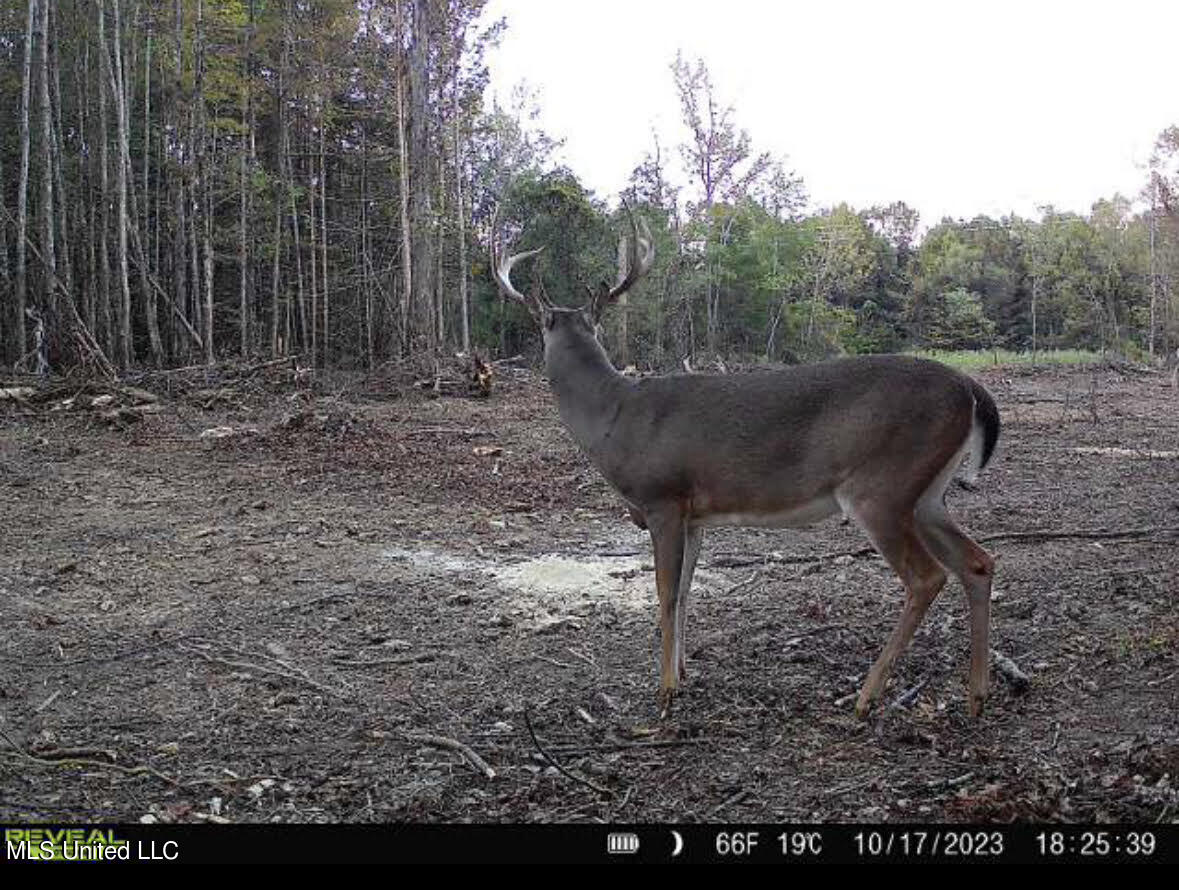4101 County Road Sallis, MS 39160 - Photo 36 of 46 48