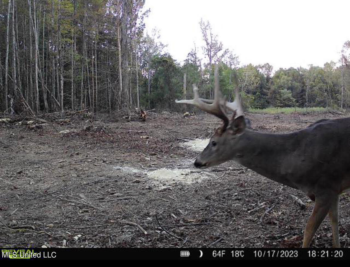 4101 County Road Sallis, MS 39160 - Photo 37 of 46 49