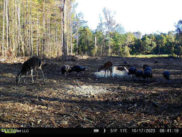 4101 County Road Sallis, MS 39160 - Photo 41 of 46 53