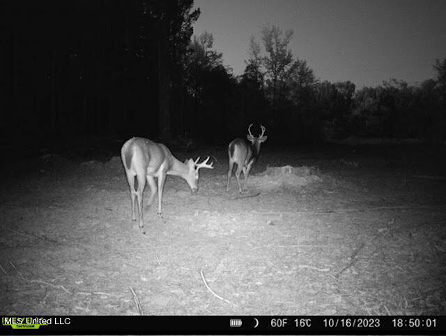 4101 County Road Sallis, MS 39160 - Photo 42 of 46 54
