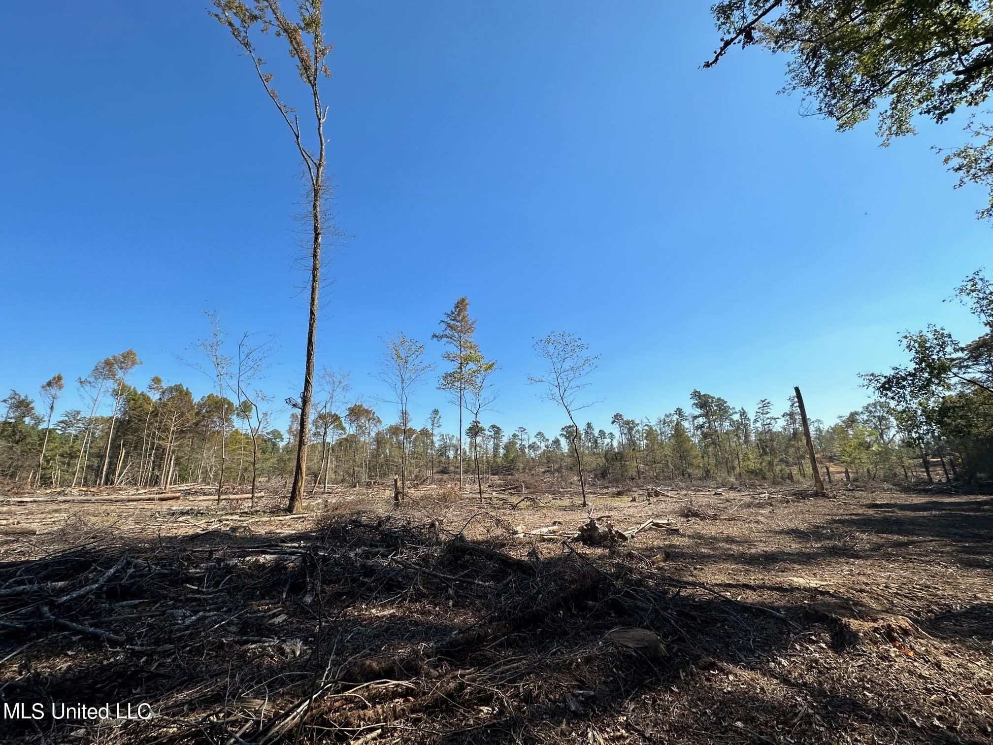 4101 County Road Sallis, MS 39160 - Photo 10 of 46 19