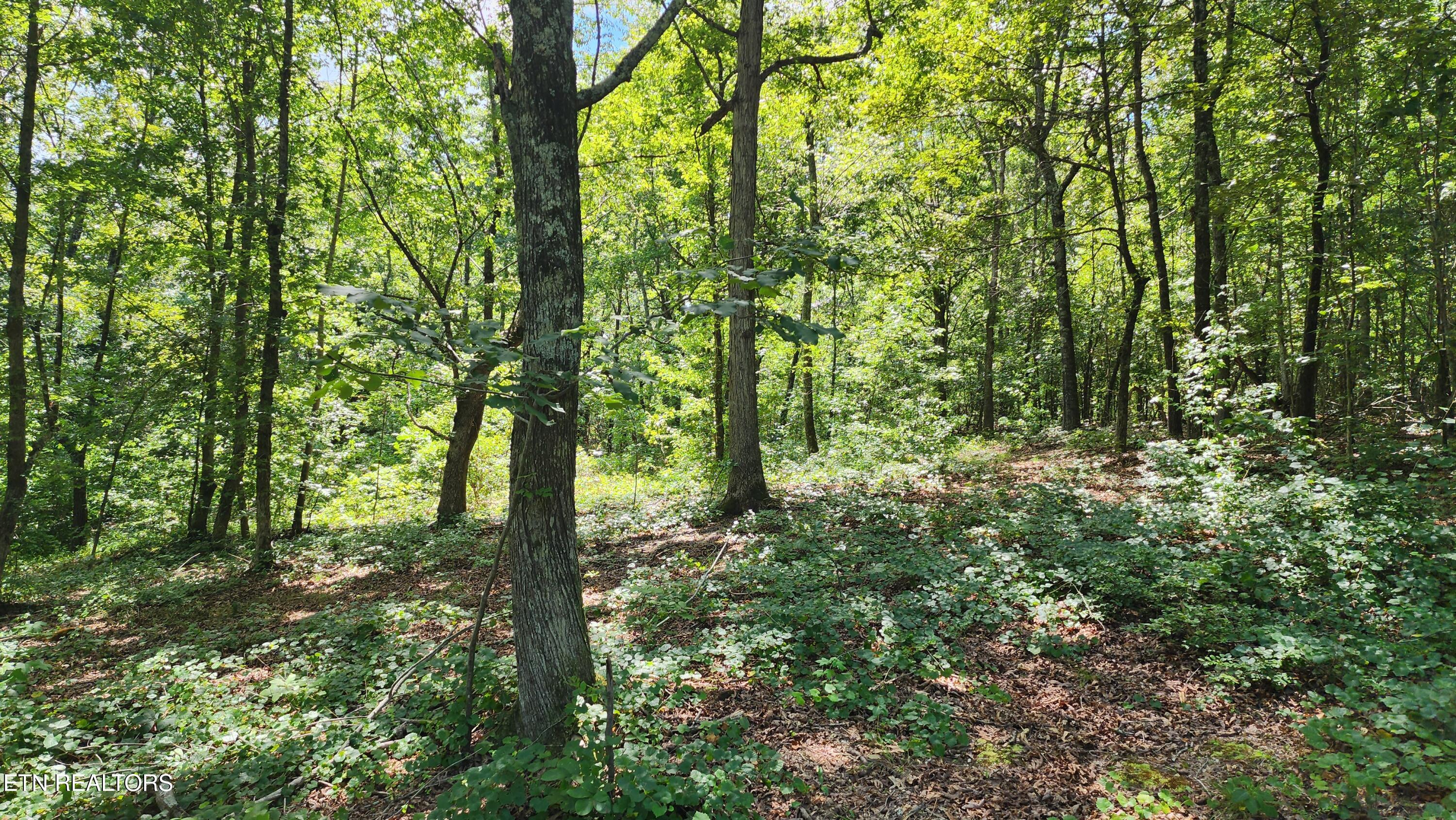 375 Goins Hill Road Ten Mile, TN 37880 - Photo 7 of 9 1000002112 (1)