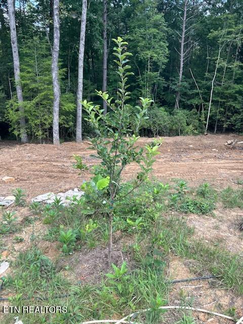 1707 Russell Ridge Road Crossville, TN 38555 - Photo 11 of 16 $1000 in fruit trees planted