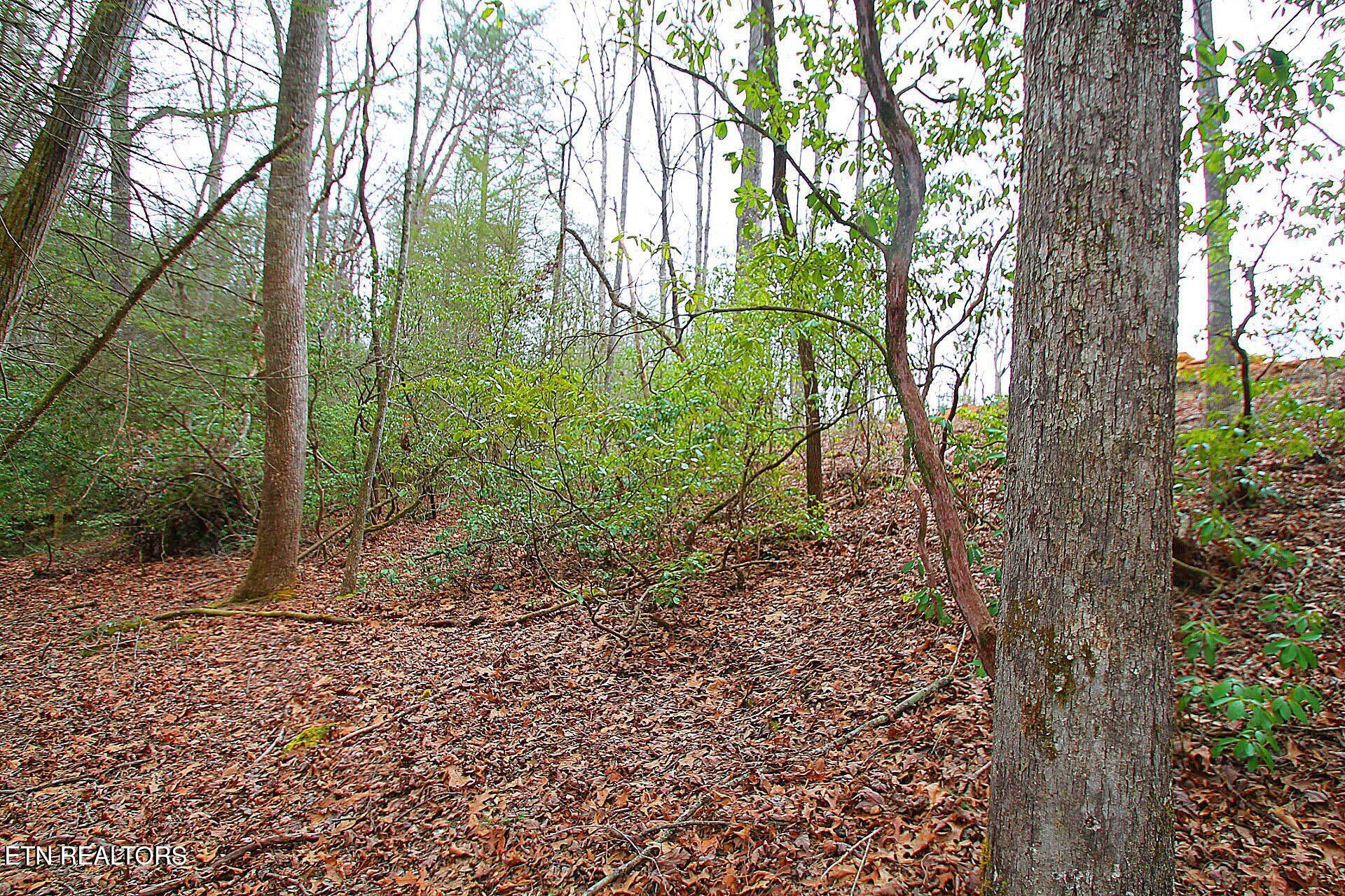 1707 Russell Ridge Road Crossville, TN 38555 - Photo 8 of 16 Mountain Laurel and other fauna and flor
