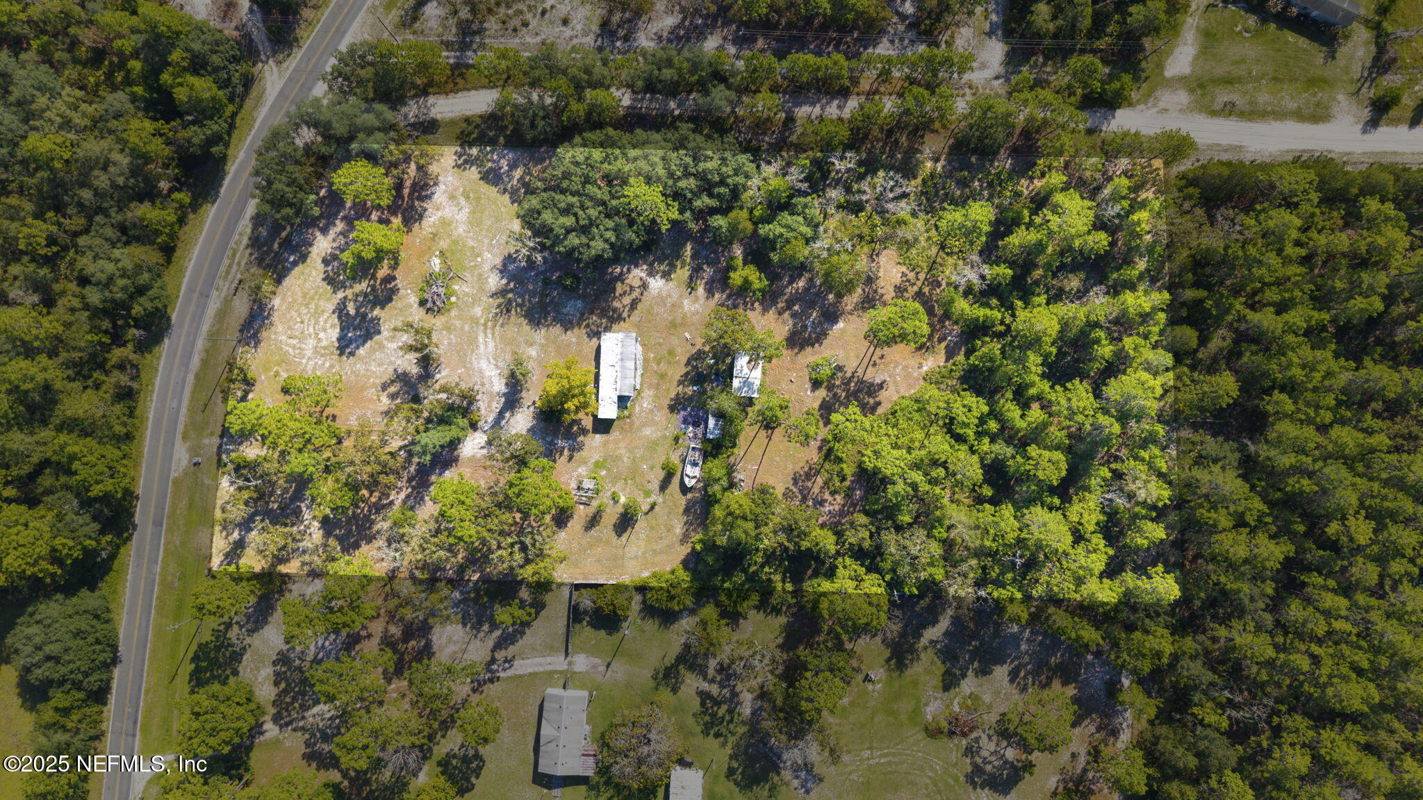 a view of a forest with a tree
