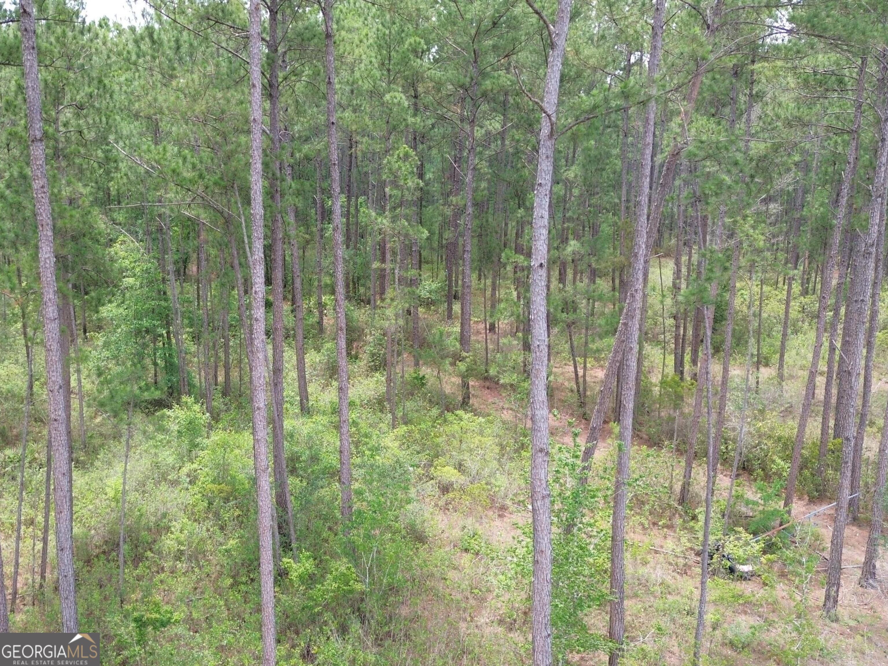 1 Bay Branch Church Road Claxton, GA 30417 - Photo 4 of 10
