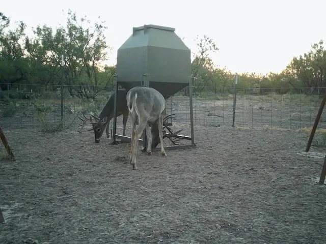 a view of a lake with tall trees