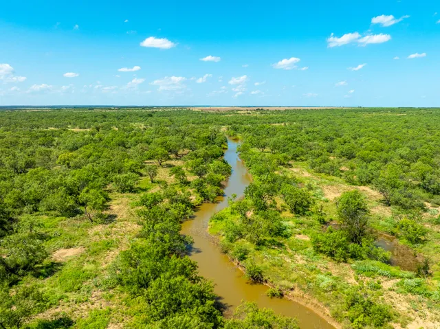 a view of a tree with lots of trees