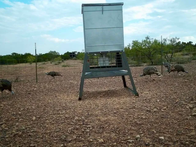 a view of a yard with plants and trees