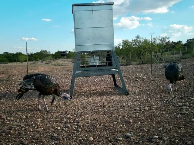 a view of an ocean from a yard