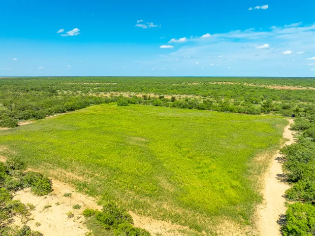 a view of a big yard with plants and large trees