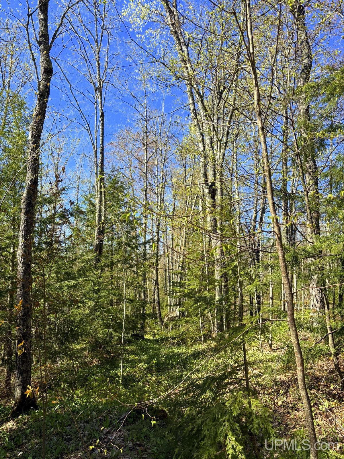 Tbd Tbd Townline Road Skandia, MI 49885 - Photo 22 of 58