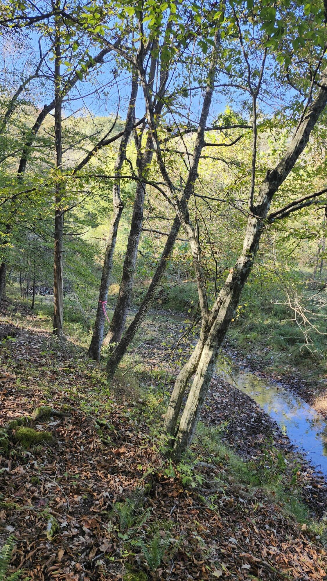 691 Summertown Road, Unit TRACT #3 Jasper, TN 37347 - Photo 5 of 17 Above Spring