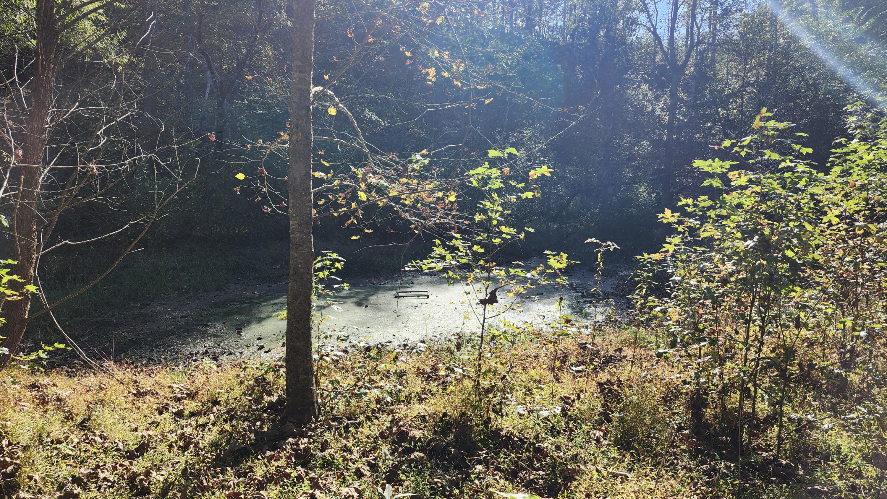 691 Summertown Road, Unit TRACT #3 Jasper, TN 37347 - Photo 7 of 17 Beaver Dam