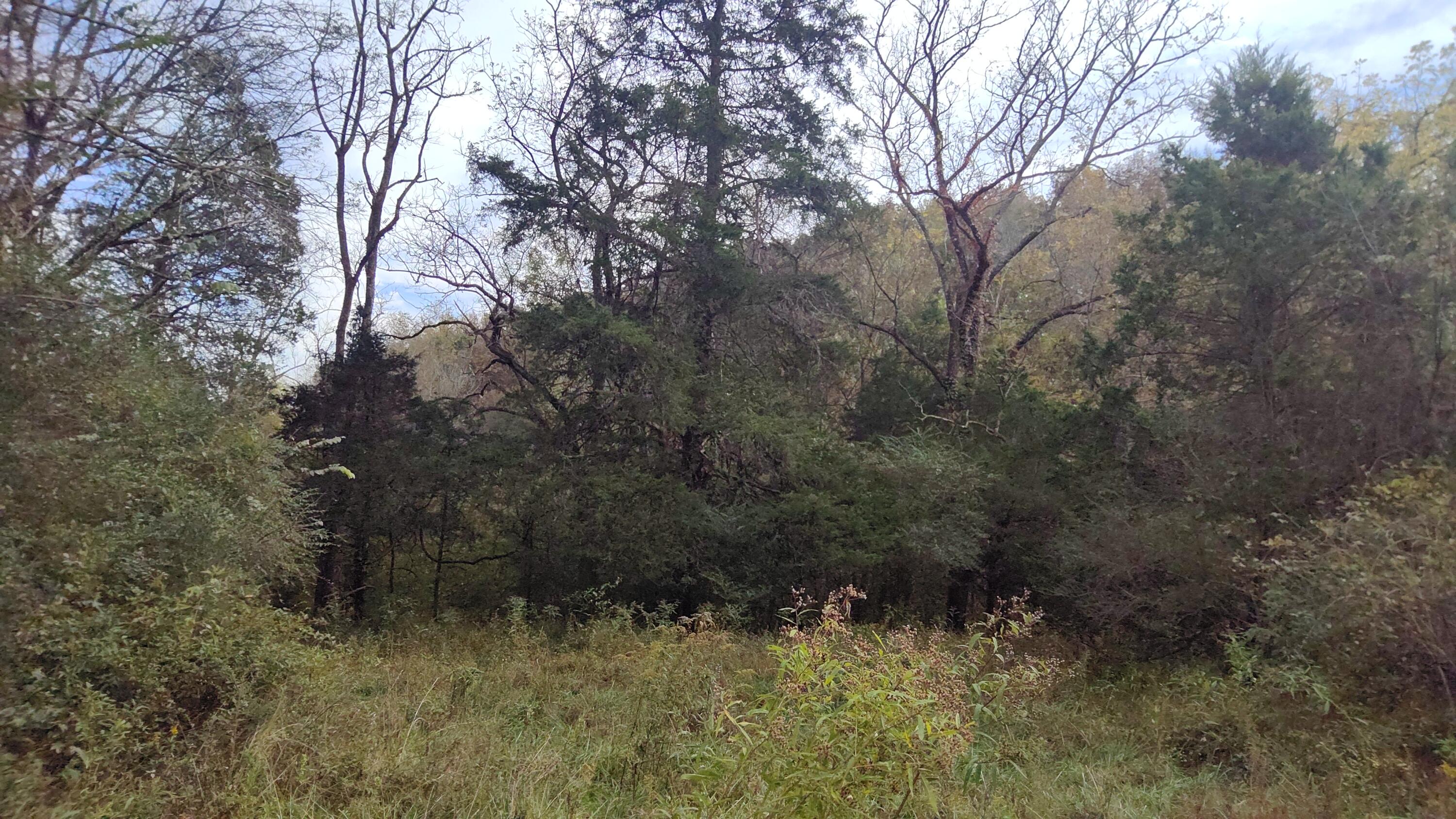 691 Summertown Road, Unit TRACT #3 Jasper, TN 37347 - Photo 10 of 17 Property Line iwth Spring-fed Stream