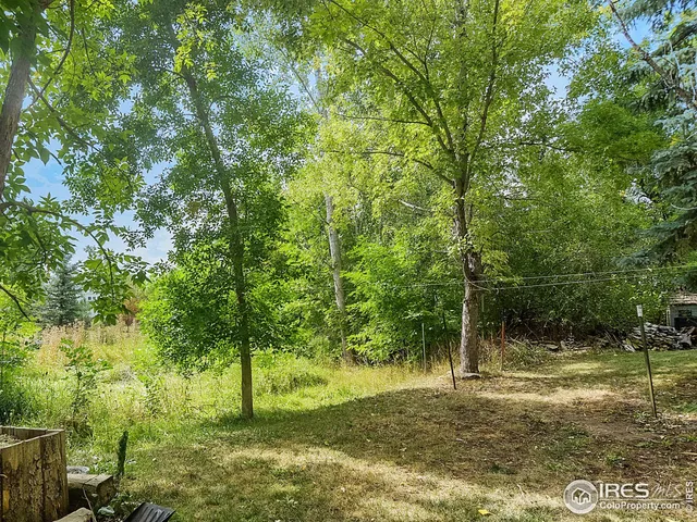 a view of a tree in a yard