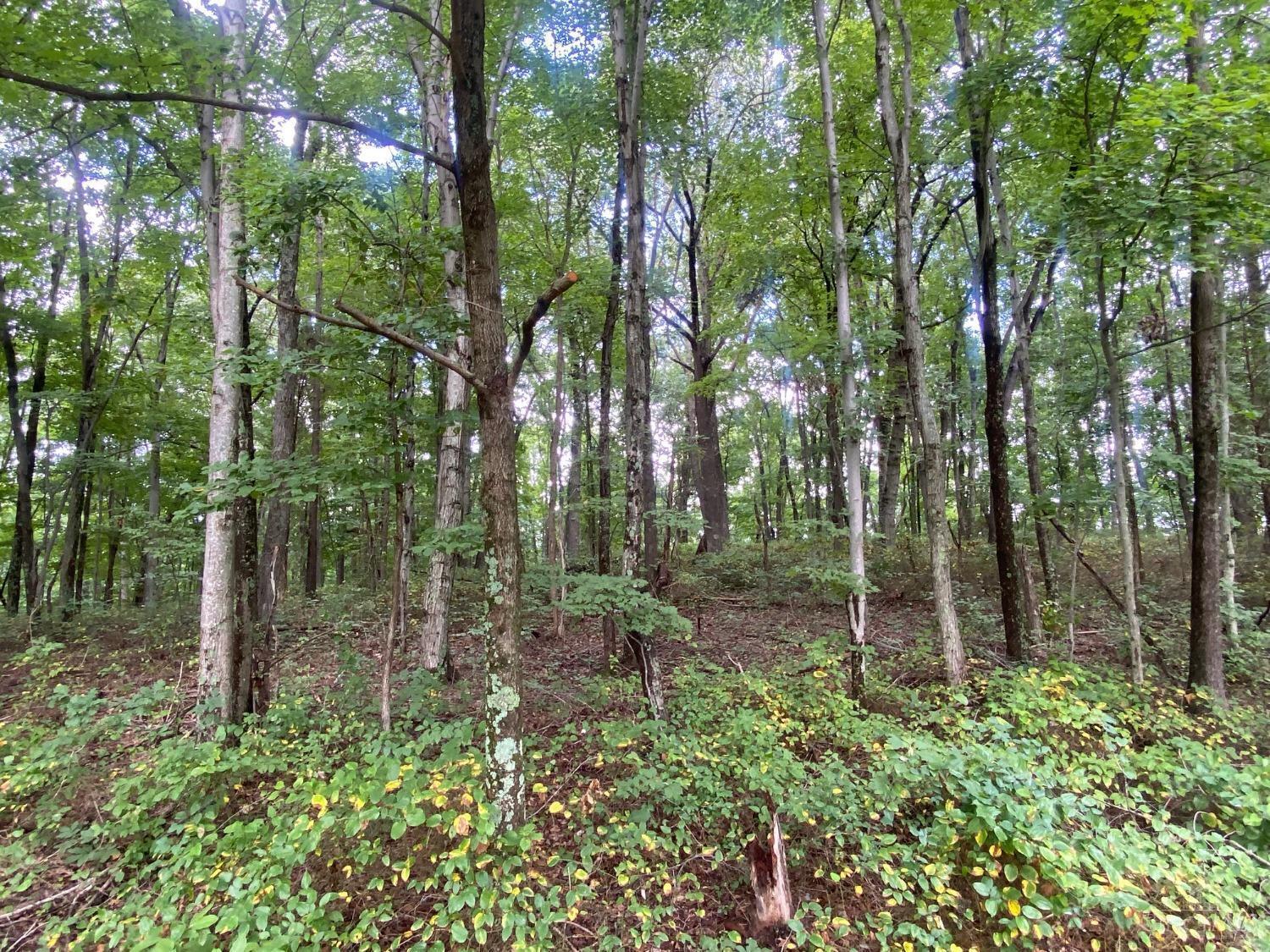 4345 Mt Unger Road Otway, OH 45657 - Photo 5 of 9
