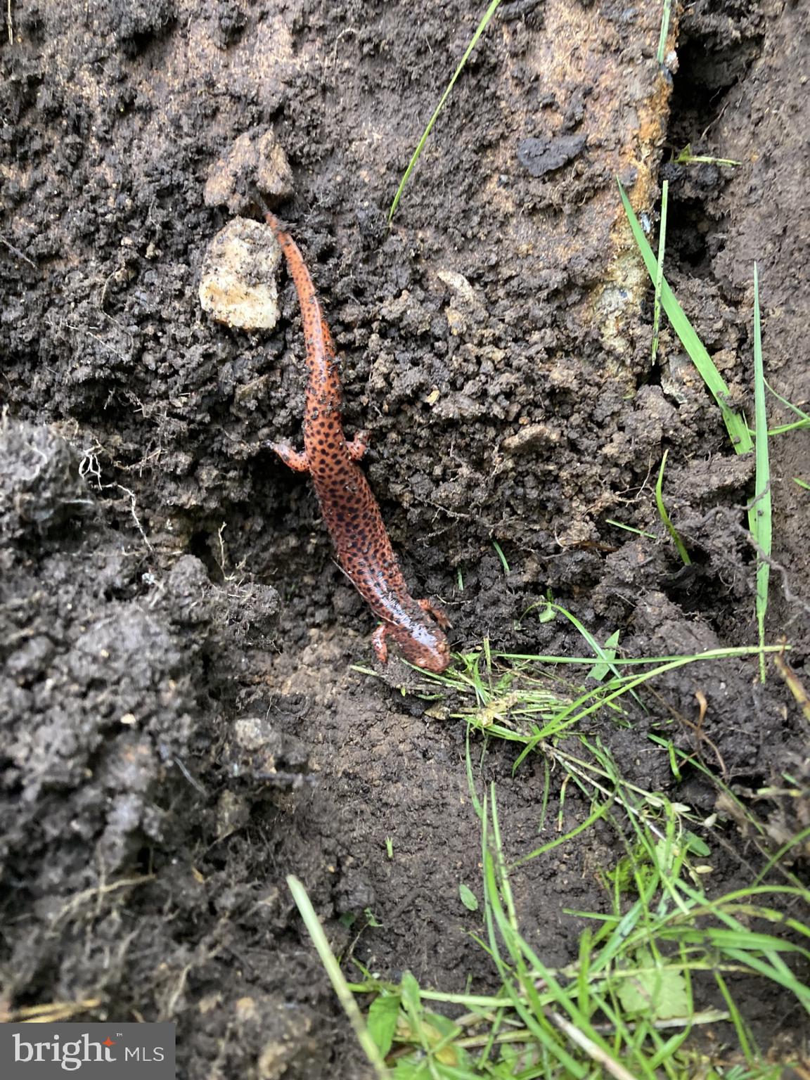 1485 Compton Hollow Road Rileyville, VA 22650 - Photo 26 of 55 a picture of a tree