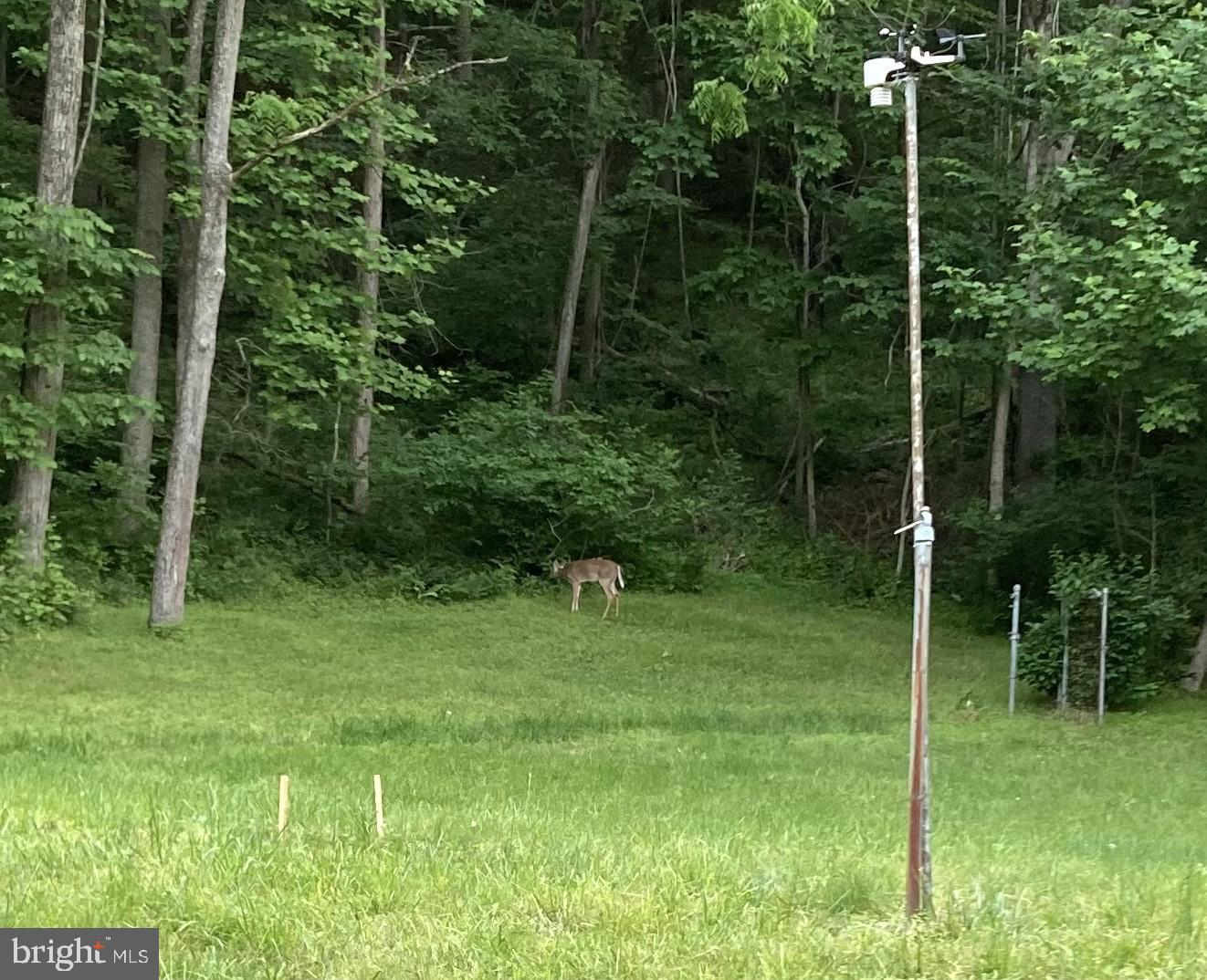 1485 Compton Hollow Road Rileyville, VA 22650 - Photo 30 of 55 a backyard of a house with lots of green space