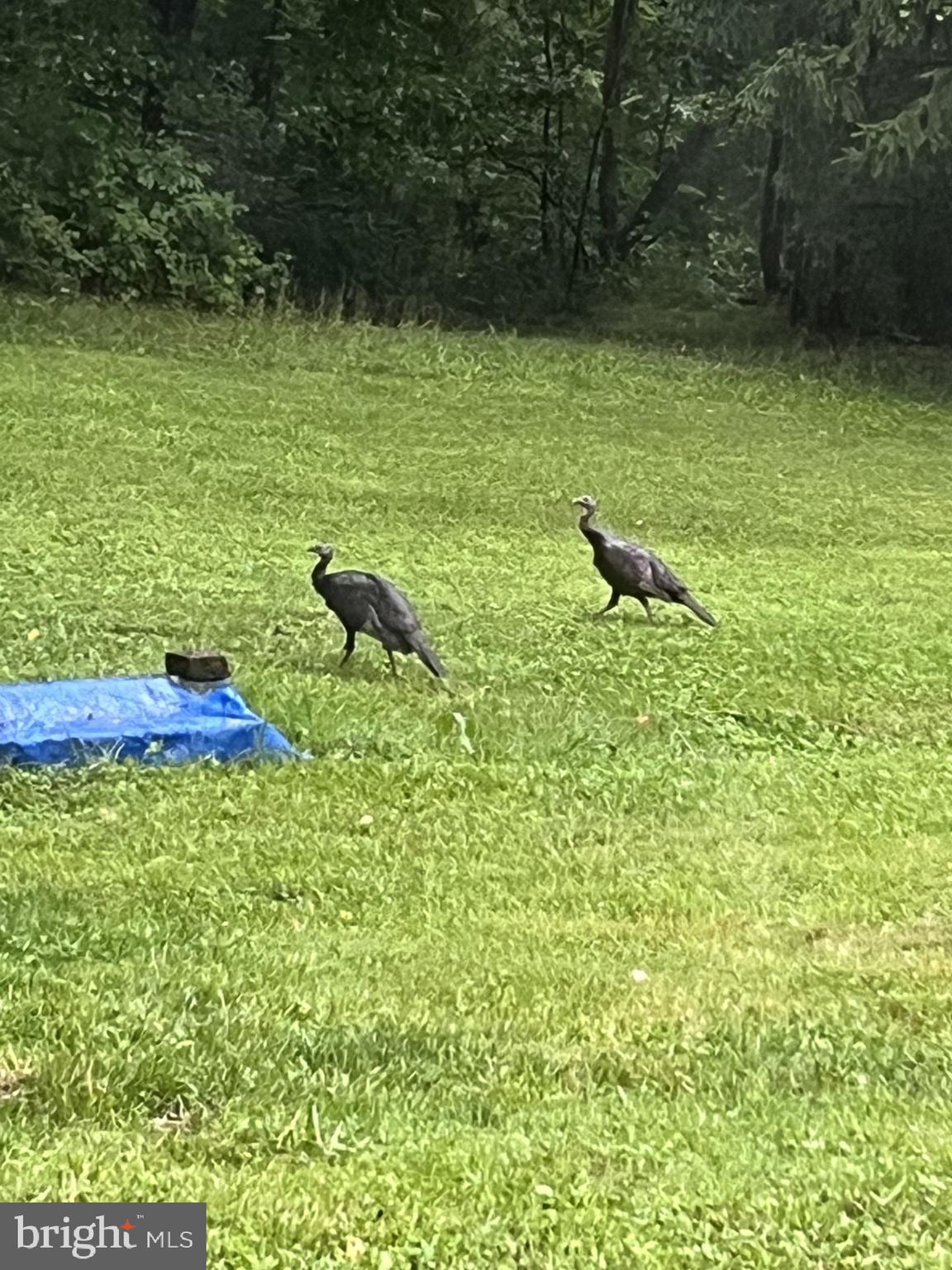 1485 Compton Hollow Road Rileyville, VA 22650 - Photo 39 of 55 a view of a lake from a yard