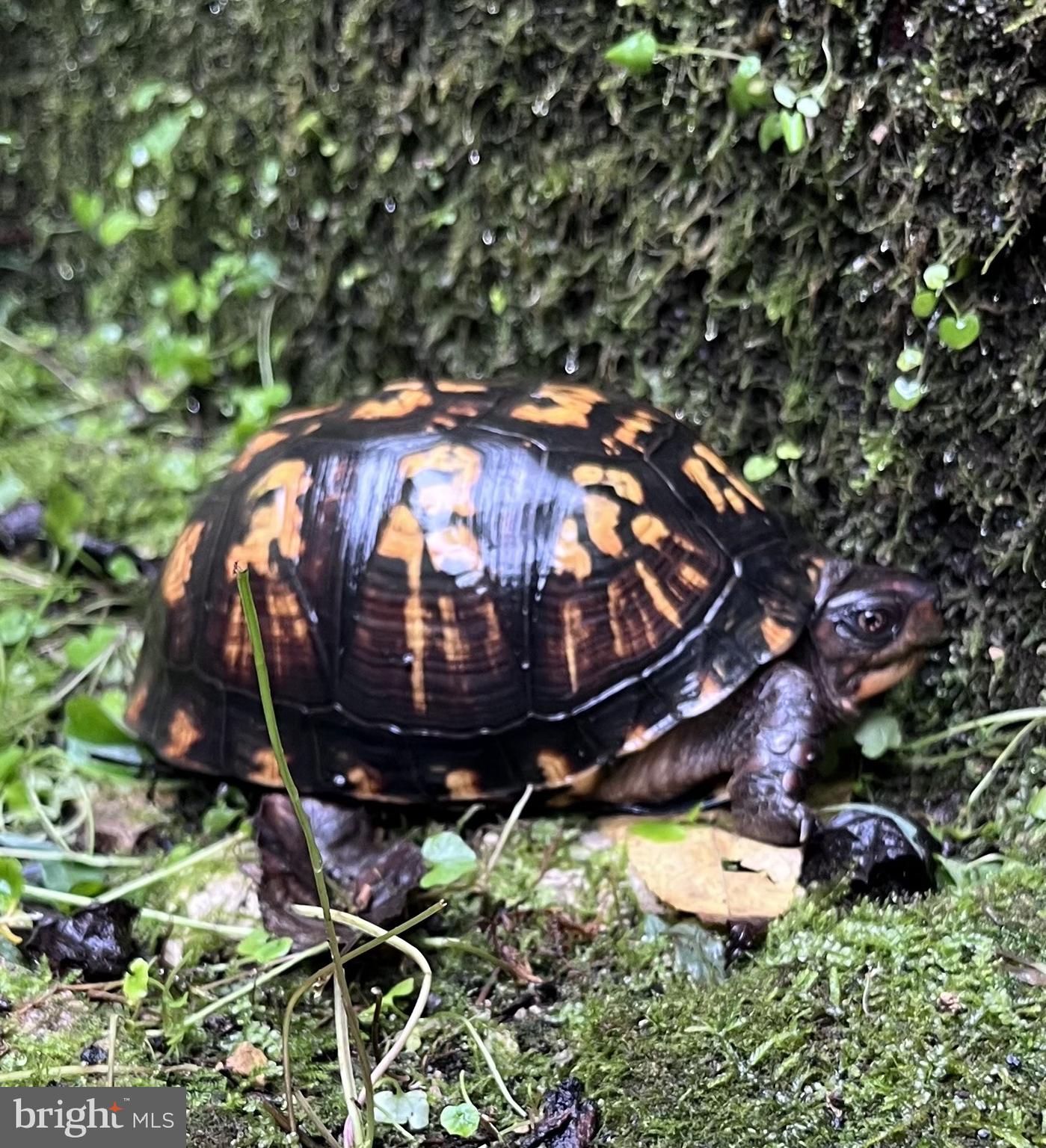 1485 Compton Hollow Road Rileyville, VA 22650 - Photo 43 of 55
